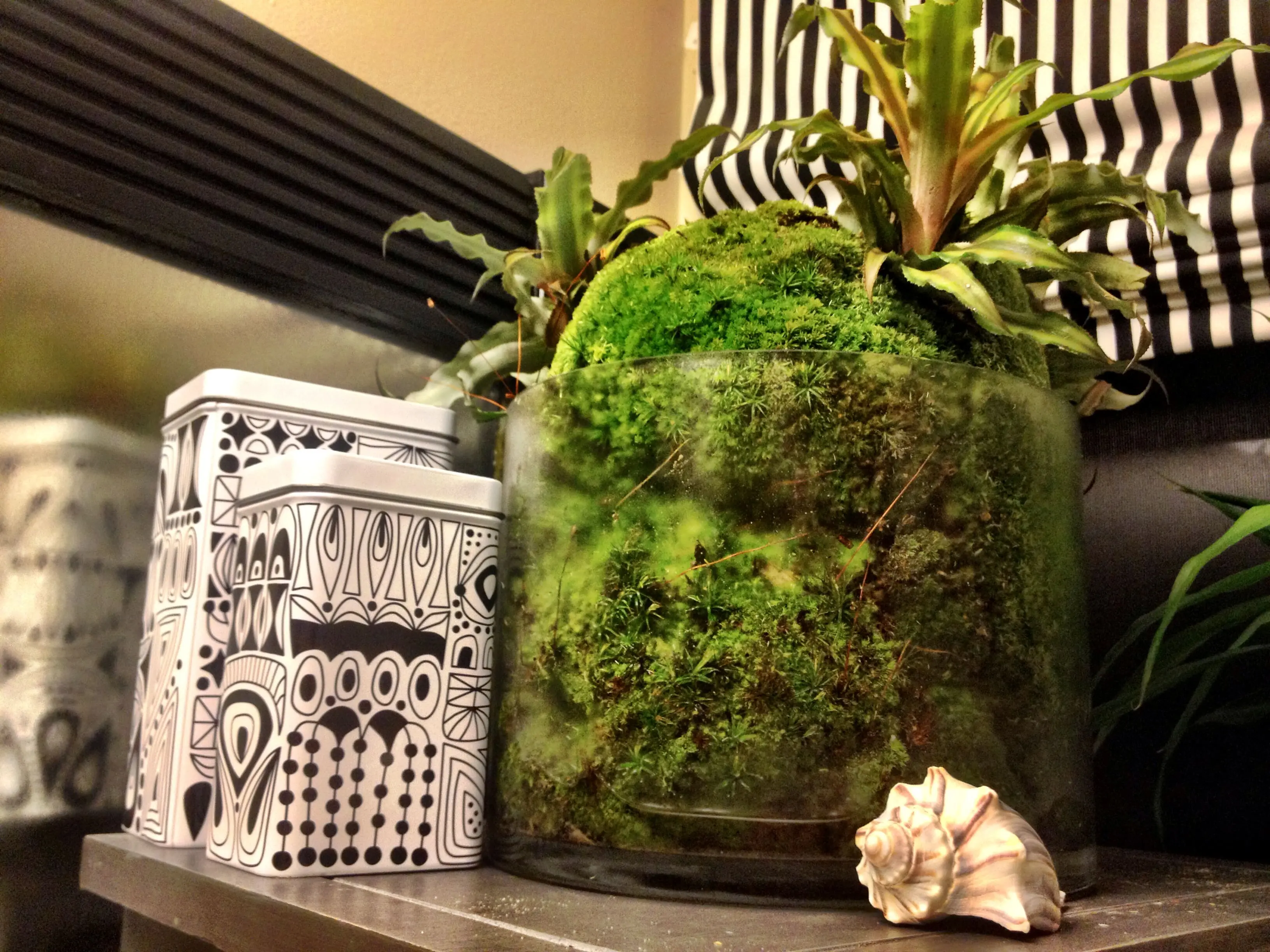 Terrarium9