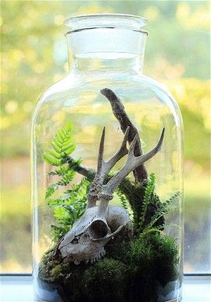 Terrariums are a great way to be creative! Plus, the bones don't have to be real. Many Etsy sellers sell faux taxidermy.